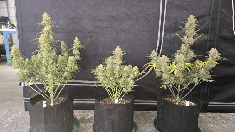 Z-Up Auto, Фасовка: 5, изображение 5